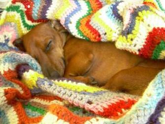 Desktop Weiner Dog Wallpaper Image In Collection