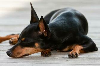 Resting Miniature Pinscher Photo And Wallpaper Beautiful