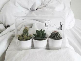 Urban Cactus