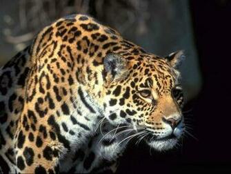 Animals Jaguars Jaguar Other HD Desktop Wallpaper