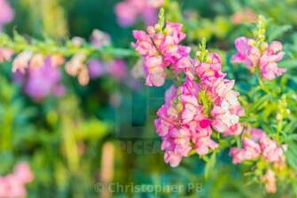 Pink Flowers Of Snapdragon Antirrhinum Majus On The Flowerbed