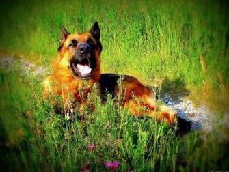 German Shepherd Wallpaper