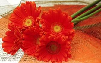 Desktop Wallpaper Flowers High Resolution In HD