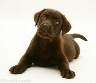 Chocolate Labrador Retriever Pup White Background Jpg