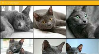 Korat Cat Wallpaper For Android Apk