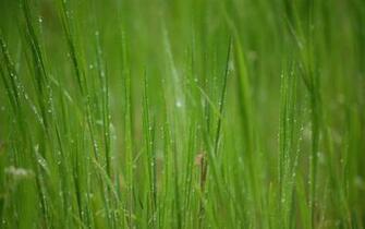 Keywords Tall Grass Wallpaper Grassdesktop
