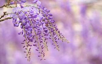 Wallpaper Wisteria Flower