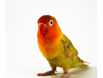 Lovebird Wallpaper The Fischer