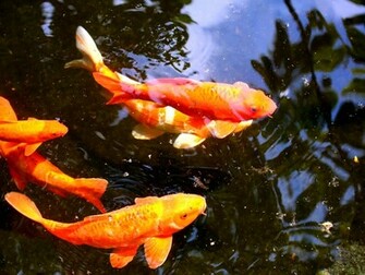 Koi Fish Wallpaper 3d For Desktop Pictures