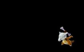 Marowak Pok Mon HD Wallpaper Background