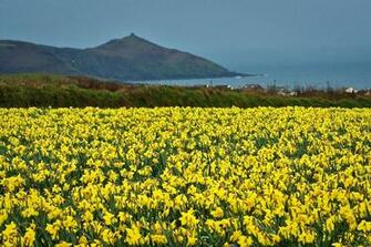 Yellow Wikipedia