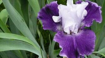 Blue Purple Iris Wallpaper By Aquabluejay