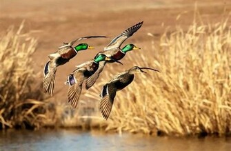 New Shows U S Wetland Losses Accelerating