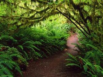 Hoh Rain Forest Olympic National Park Washington Wallpaper