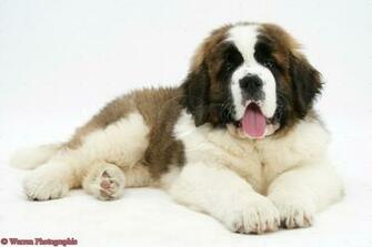 Saint Bernard HD Wallpaper Dogbreedswallpaper