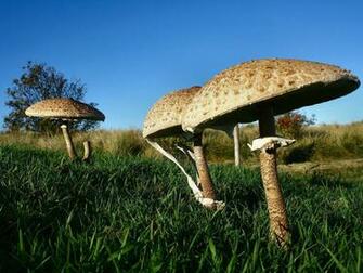 Cong Wild Mushroom Photography Wallpaper Plant Desktop Background