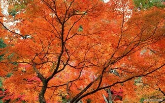 Fall Wallpaper For Desktop Autumn Leaves In HD