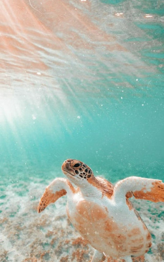 Bahamas In Surfing Wallpaper Beach Wall Collage Cool