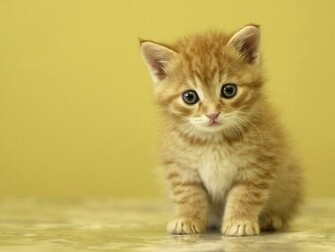 Cute Kittens Wallpaper