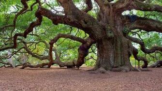 Angel Oak Tree Wallpaper And Background Image Net