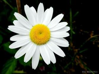 Black And White Daisy Clouds Of Colour