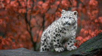 Baby Snow Leopard 4k HD Animals Wallpaper Image