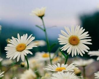 Flowers For Flower Lovers Beautiful White Wallpaper