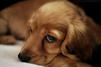 Adorable Dog At Rest Wallpaper