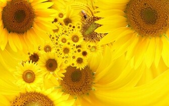 Yellow Color Desktop Background Wallpaper High Definition