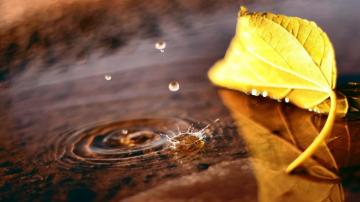 Fall Autumn Puddle Rain Drops Firefox Persona