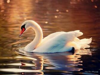 Pics Photos Swan Wallpaper