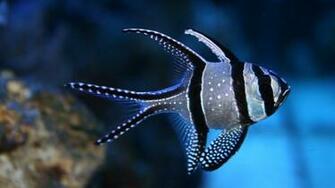 Banggai Cardinal Fish HD Wallpaper