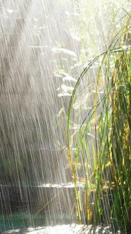 Nature Summer Rain Scene iPhone Plus Wallpaper