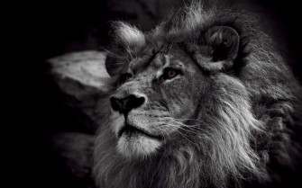 Black And White Lion Wallpaper