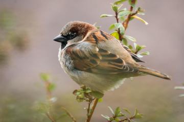 Sparrow HD Wallpaper Background Image