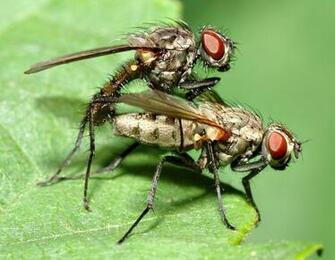 Fly Wallpaper Full HD Ii7jc63 4usky