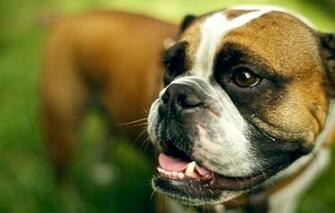 Wallpaper Dog An English Bulldog Man Look