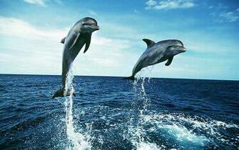 Dolphin In The Sea HD Wallpaper High Resolution Full