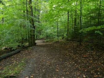 Forest Path Wallpaper
