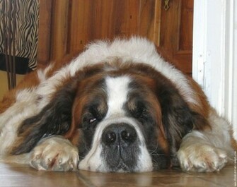 Saint Bernard The For