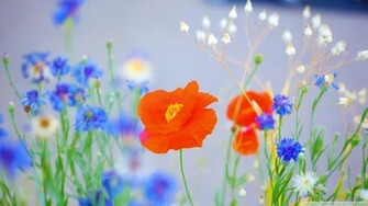 Lovely Poppy Wallpaper