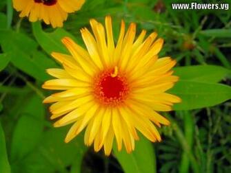 Yellow Daisy HD Wallpaper In Flowers Imageci