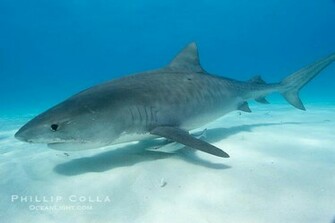 Tiger Shark Wallpaper