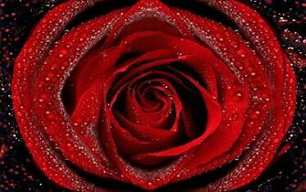 Pin Red Rose Wallpaper Wallpoop The