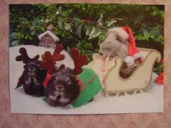 Rein G Pigs And Santa Guinea
