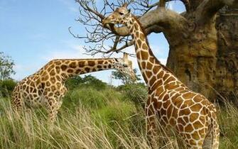Safari Animals Widescreen Wallpaper