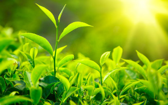 Green Leaves Wallpaper HD