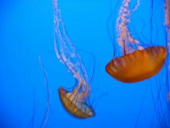 Pin Wallpaper Fish Jellyfish Ocean Sea Underwater Coral On