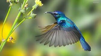 Hummingbird What Changes For Ecommerce Seo Service Providers