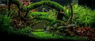Aquascape Ideas Wallpaper
